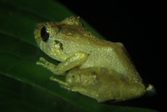 Pristimantis urichi