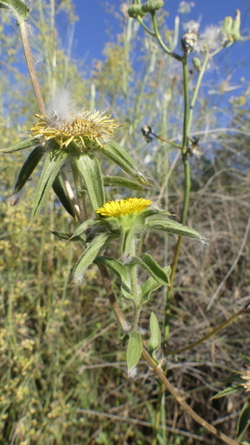 Spiny Starwort