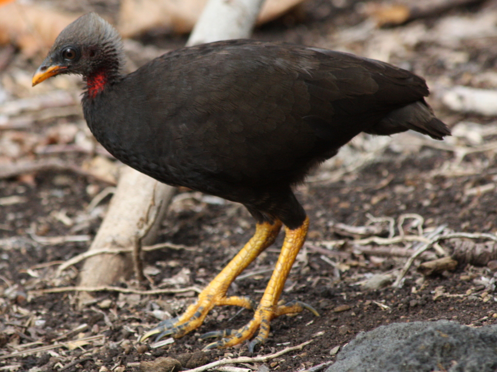 Micronesian Megapode photo
