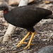 Micronesian Megapode - Photo (c) Michael Lusk, some rights reserved (CC BY-SA)