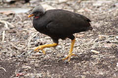 Micronesian Megapode photo 2