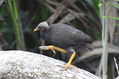 Micronesian Megapode photo 3