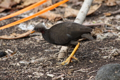 Micronesian Megapode photo 5