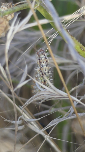Painted Lady