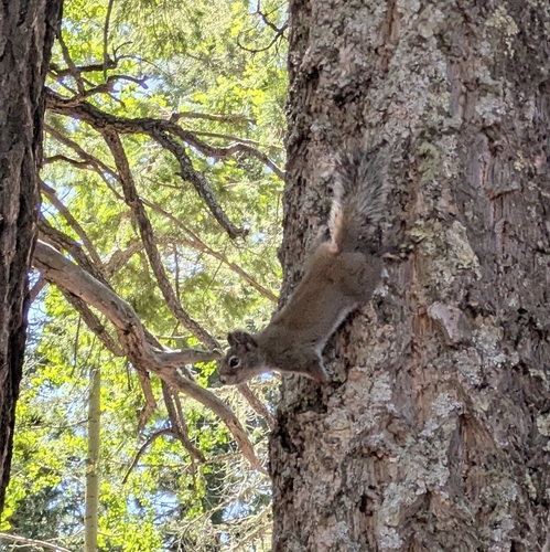 Fremont's Squirrel, Pima, AZ 85543, USA, photo 6 of 10