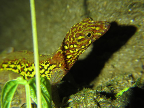 Gonatodes ceciliae
