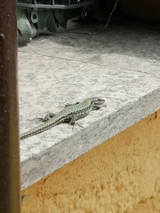 Podarcis muralis