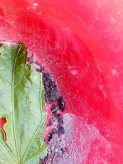 Arcitalitrus sylvaticus