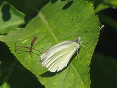 Pieris napi