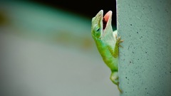 Anolis carolinensis