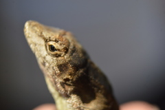 Anolis laeviventris