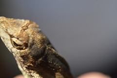 Anolis laeviventris