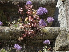 Trachelium caeruleum