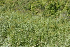 Sonchus palustris