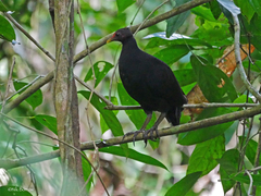 Melanesian Scrubfowl photo 1