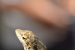 Anolis laeviventris