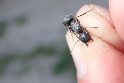 Hairy Carpenter Ant