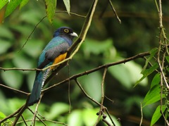 Trogon violaceus