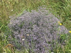 Limonium platyphyllum