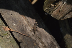 Anolis laeviventris