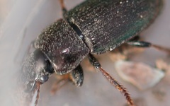 Harpalus honestus