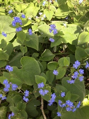 Brunnera macrophylla