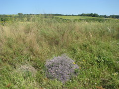 Limonium platyphyllum