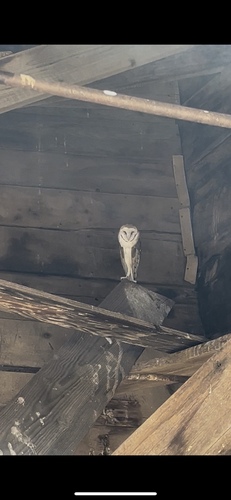 American Barn Owl
