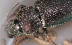 Harpalus honestus