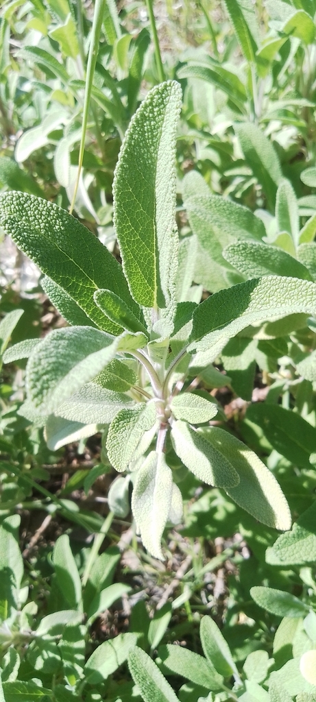 Sage foliage growing in a herb bed