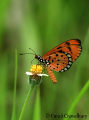 Acraea terpsicore