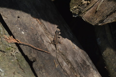 Anolis laeviventris