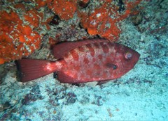 Heteropriacanthus fulgens