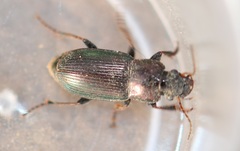 Harpalus honestus
