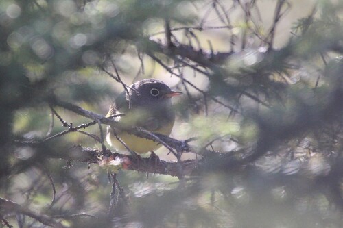 Connecticut Warbler (Oporornis agilis), photo 4