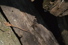 Anolis laeviventris