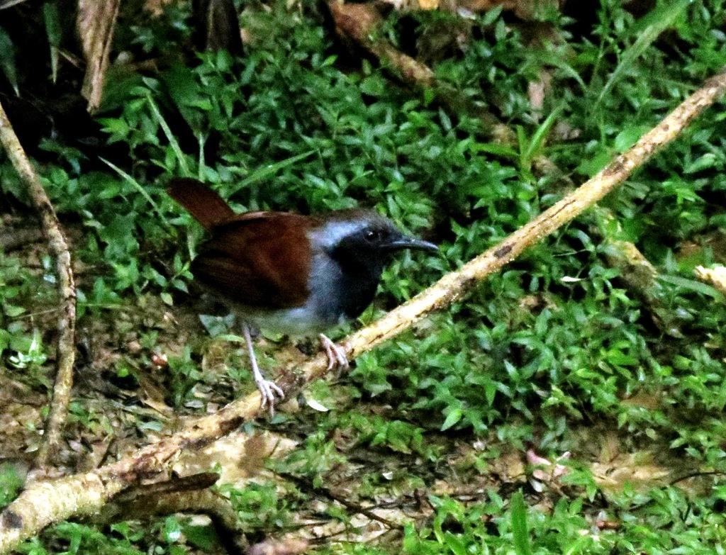 White-bellied Antbird