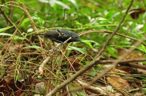 Myrmotherula axillaris