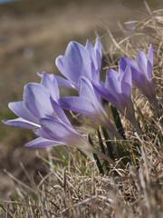 Crocus carpetanus