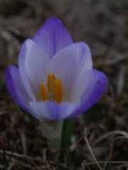 Crocus carpetanus