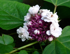 Clerodendrum chinense