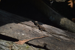 Anolis laeviventris