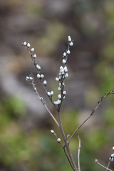 Lithospermum officinale