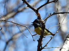 Periparus venustulus