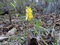 Corydalis speciosa