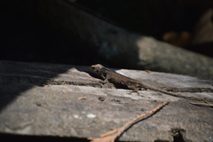 Anolis laeviventris