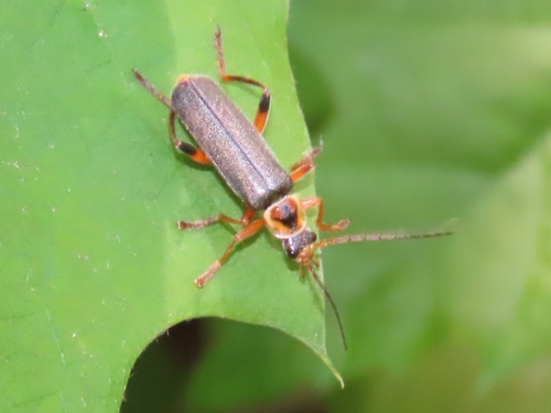 Grey Sailor Beetle, Mook, Nederland, photo 5 of 10