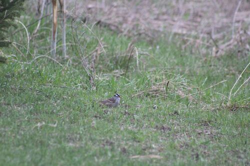 White-crowned Sparrow photographed in North Dakota