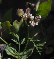 Torilis leptophylla