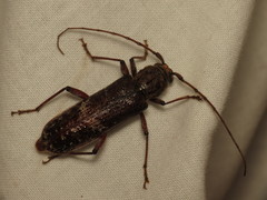Phacodes